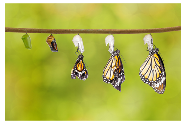 WordPress - Project in Development